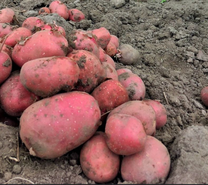 Ziemniaki czerwone Red Sonia