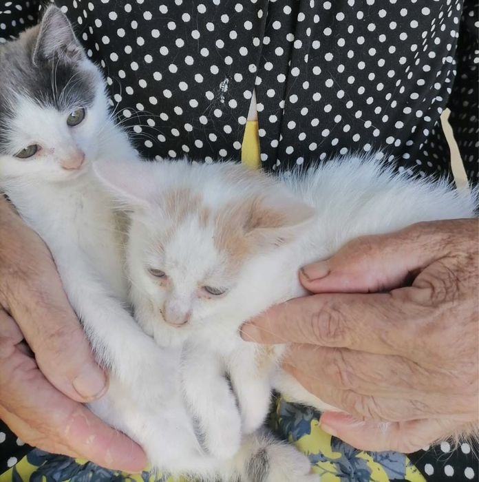 Віддам кошенят, котики в добрі руки