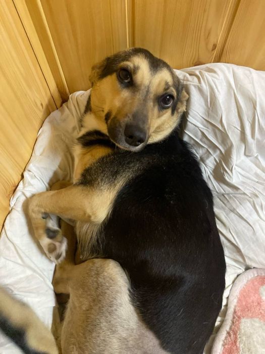 Собачка в добрі руки