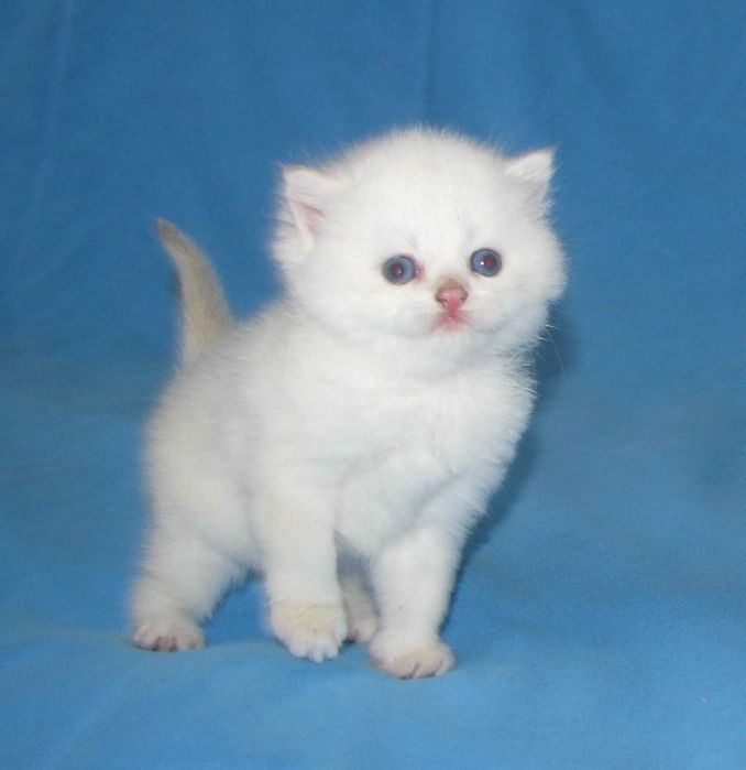 Котик золота шиншила пойнт