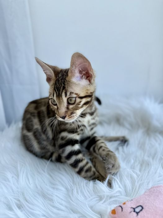 Продаж бенгальських кошенят