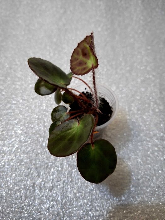 Бегонії рідкісні