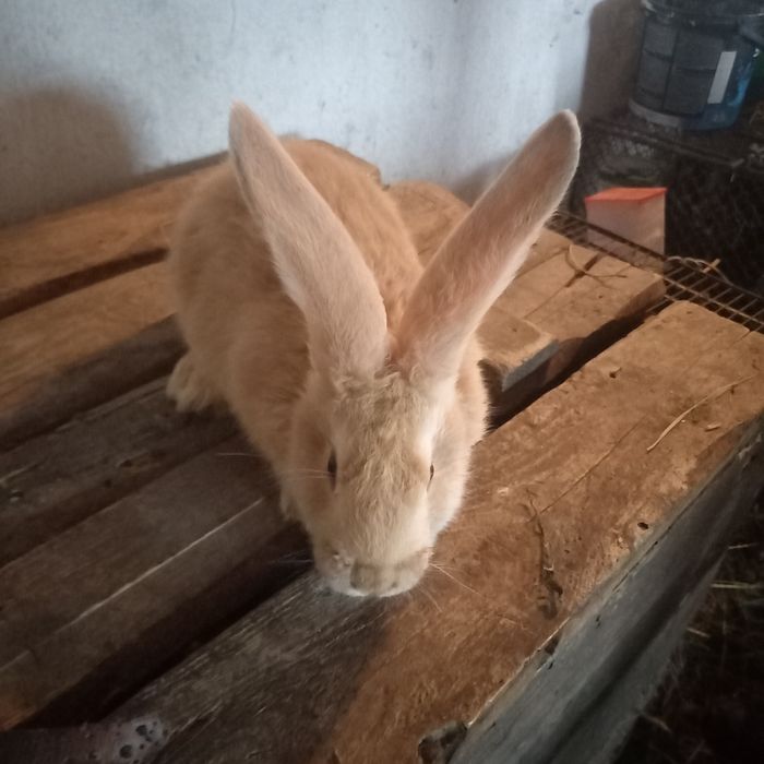 Sprzedam króliki i kury.