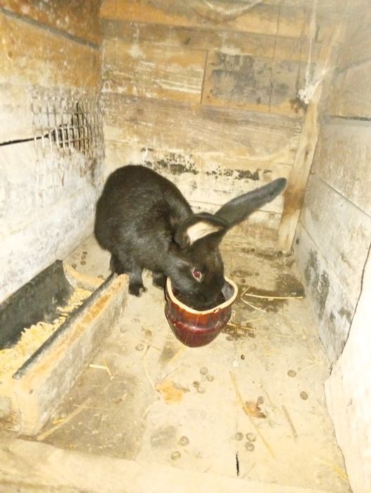 Продам кролі.   Різні породи