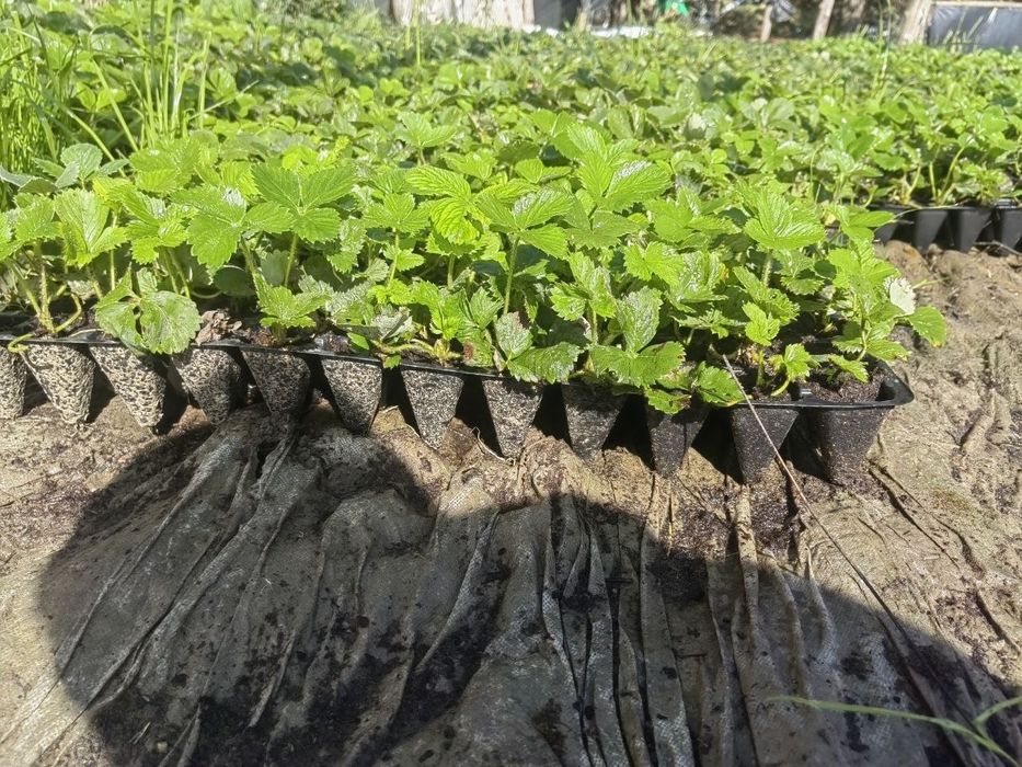 Продам саджанці полуниці