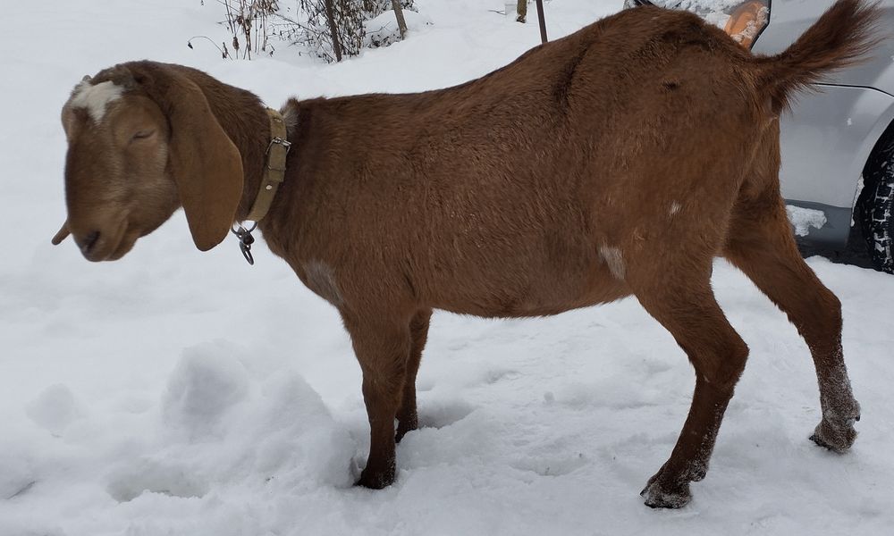 Продається коза, первістка, англо-нубійської породи