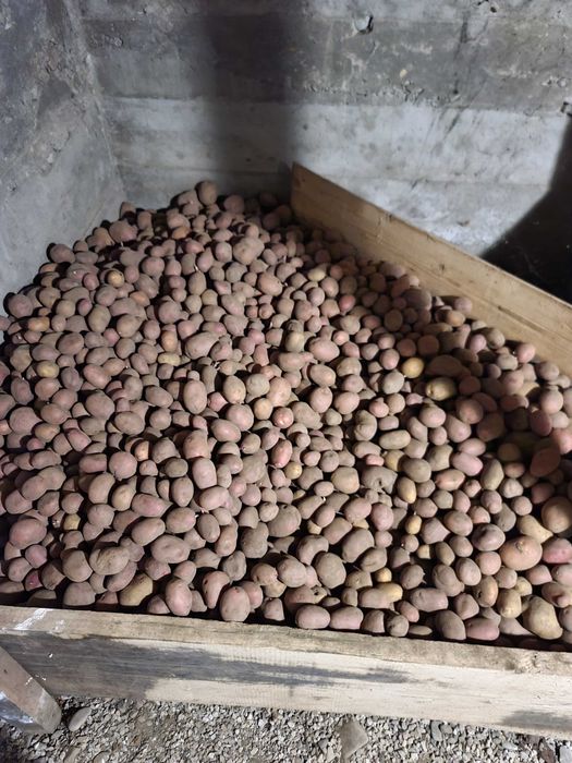 Картопля домашня