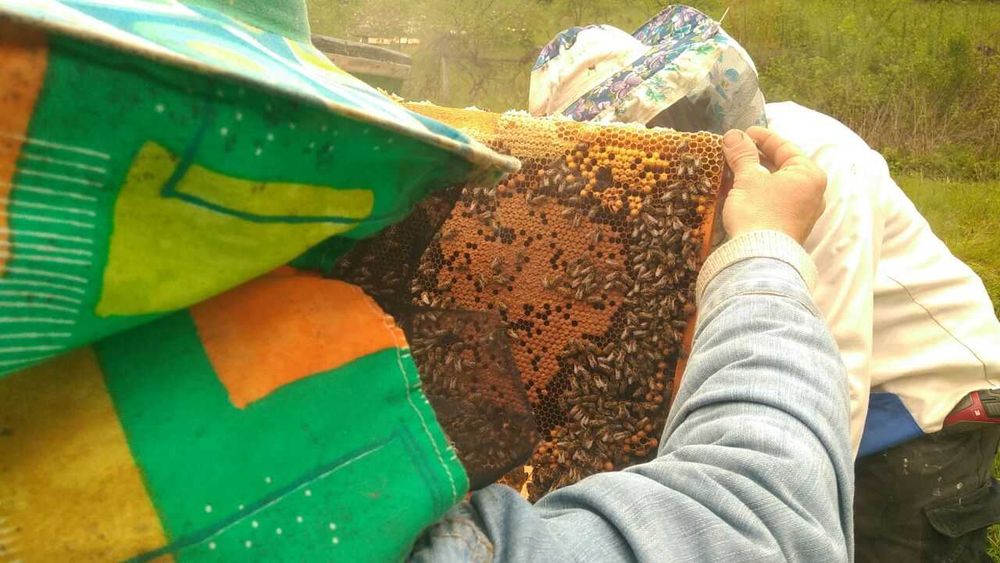 Продам Бджолопакети на ( українську ) Вертикальну рамку!