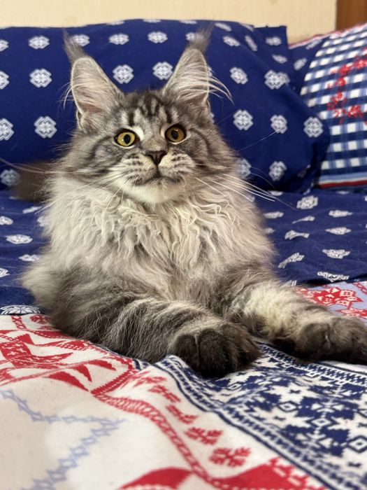 Котенок мейн кун девочка.Праздничная скидка!!!