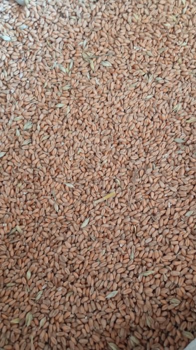 Продам пшеницю озиму