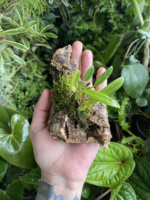 Мініатюрна орхідея Bulbophyllum saltatorium var, albociliatum
