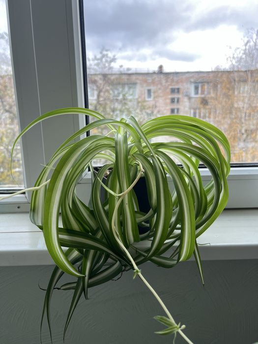 Кімнатні рослини