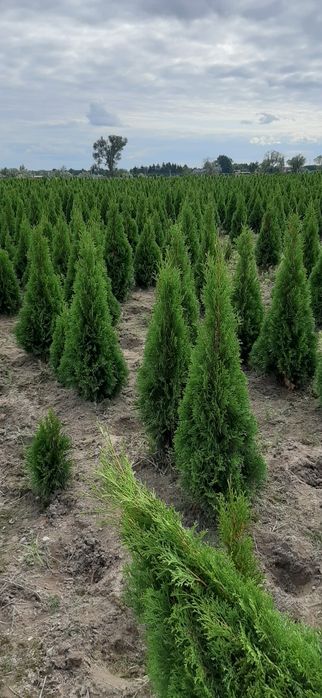 Tuje Szmaragd 60-90 cm JESIENNA PROMOCJA /od 19zł