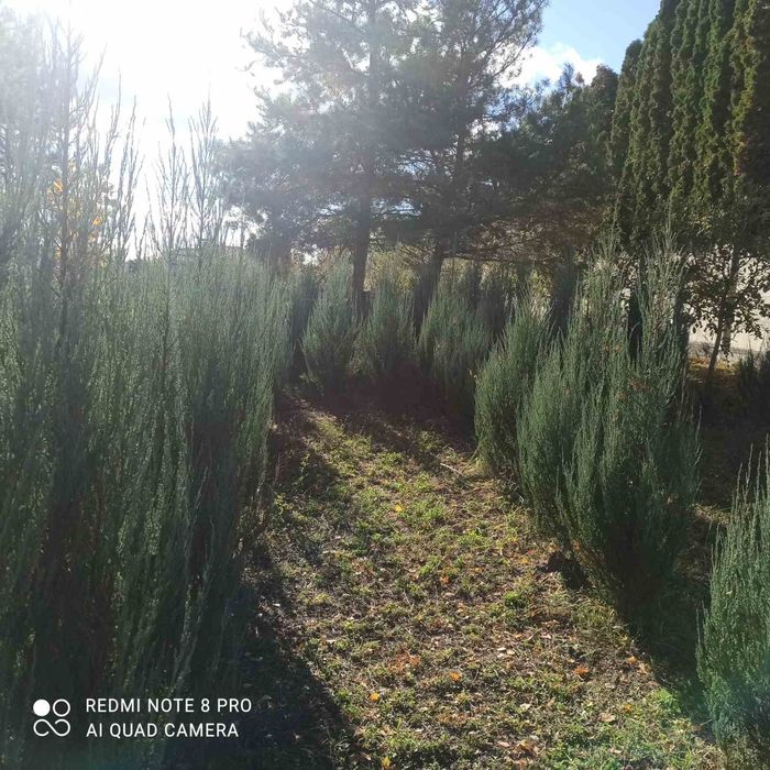 Ялівець Блю Арроу 2м