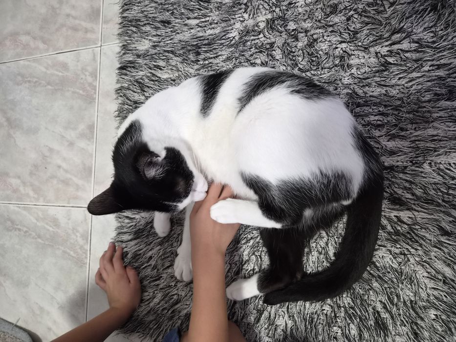 Gatinho para adoção