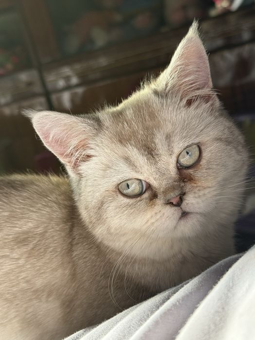 Віддам в добрі руки кошеня Шотландець