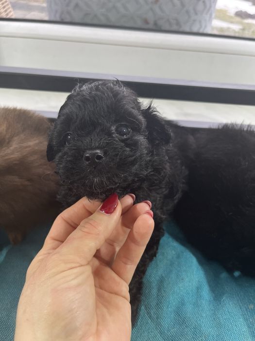 Suczka pomapoo  czarna