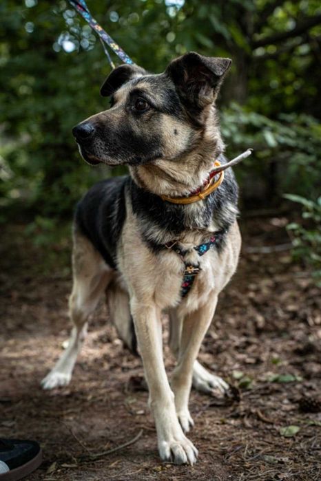 Cudowny pies - Messi szuka odpowiedzialnego domu