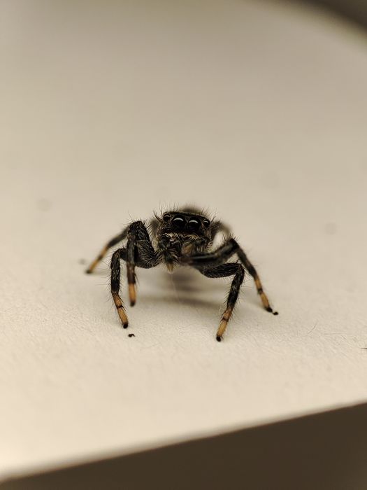 skakun Paraphidippus basalis