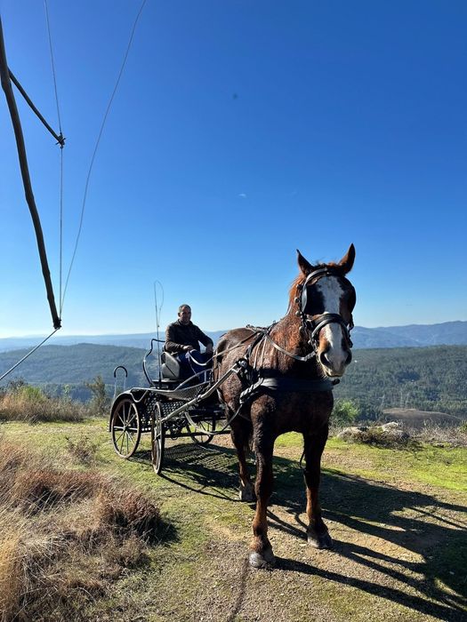 Vendo égua Breton