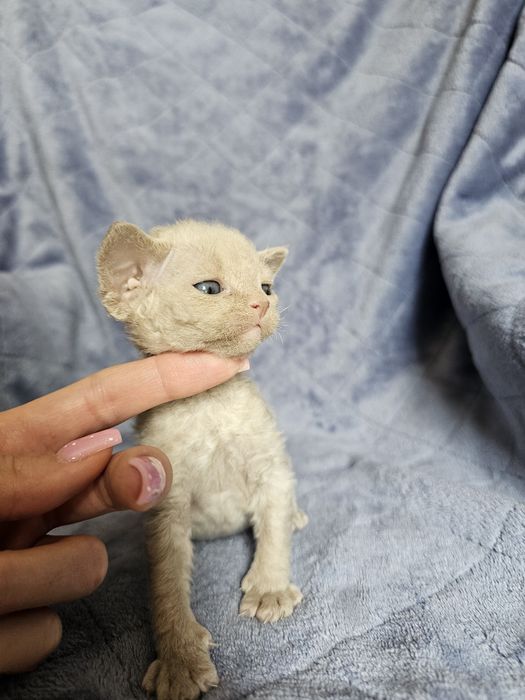 Kociak Devon rex, rodowód FPL