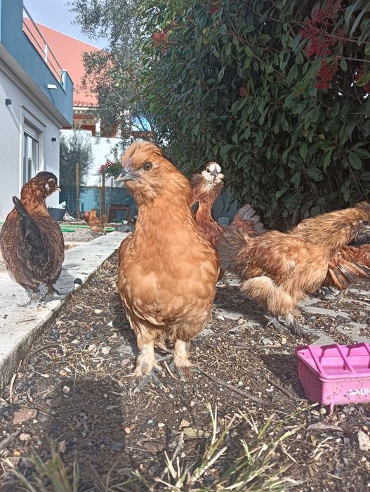 Frangos várias raças