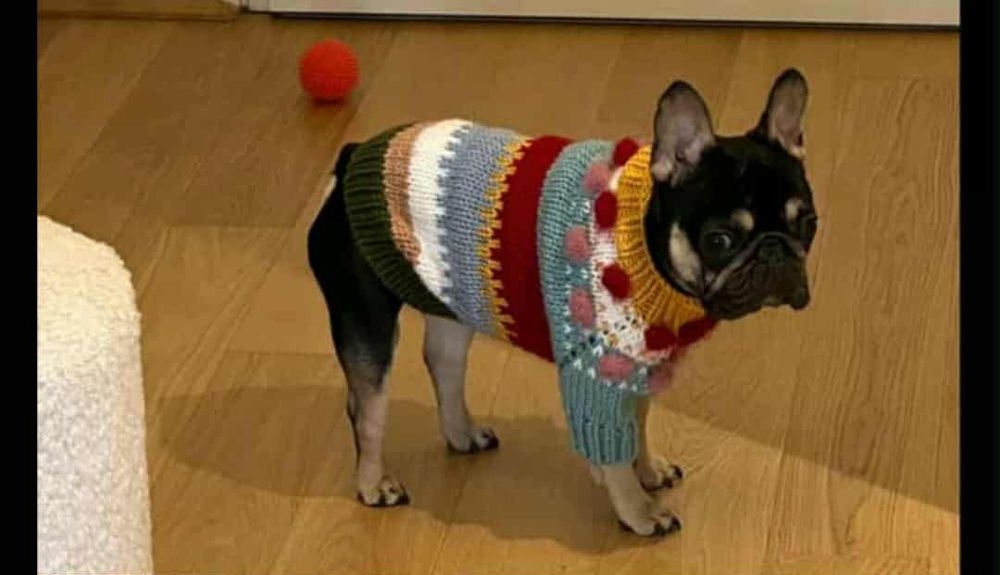 Одяг для собак та котиків