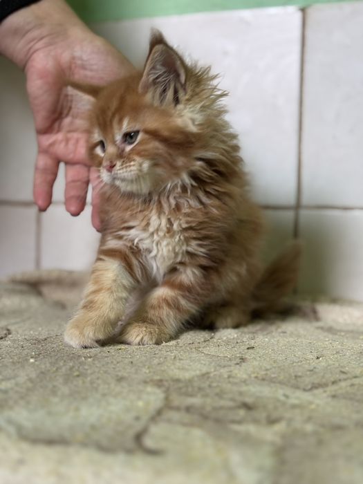 Котики муркотики.