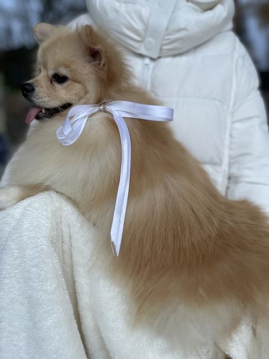 Померанські шпіци — Пухнасті принци хочуть до вас