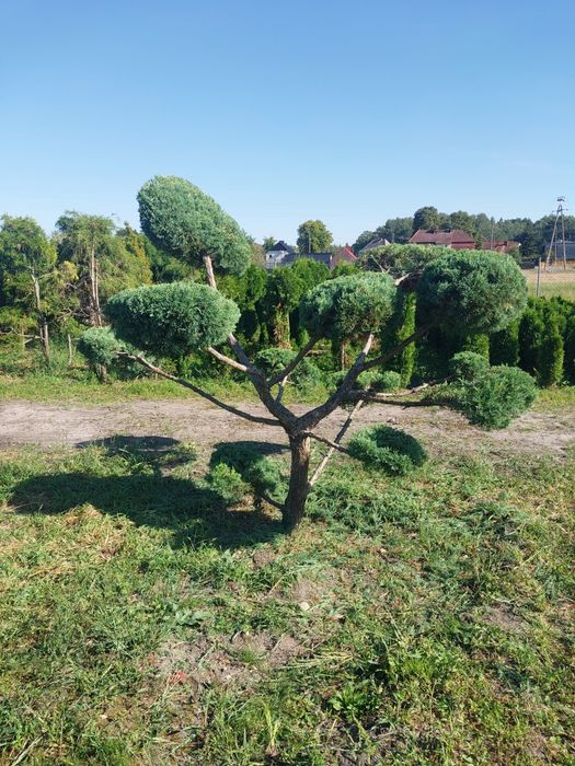 Bonsai - forma cięta Jałowiec wirginijski odm.Hetz