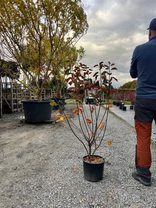 Świdośliwa lamarcka / Amelanchier lamarckii - wielopniowa HURT/DETAL