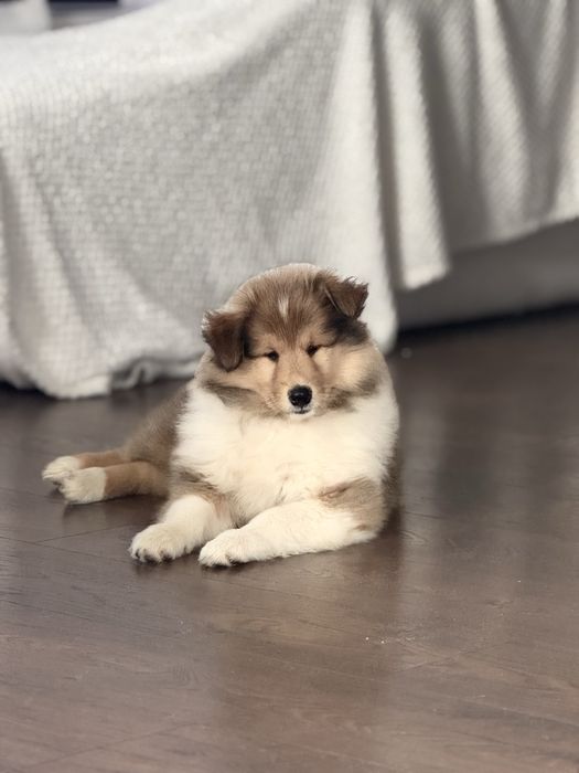 Szczeniak Owczarek Szkocki Długowłosy- gotowy do odbioru :)