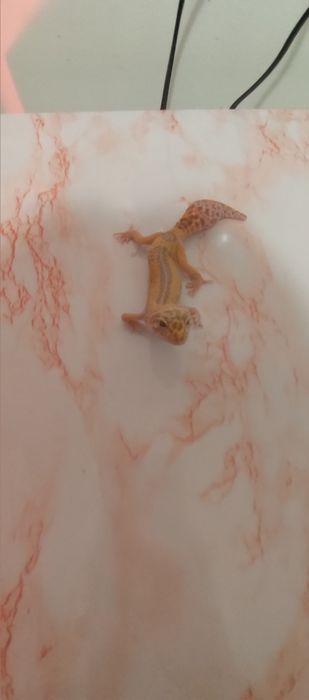 Gekon Lamparci (eublefar)+wyposażone terrarium