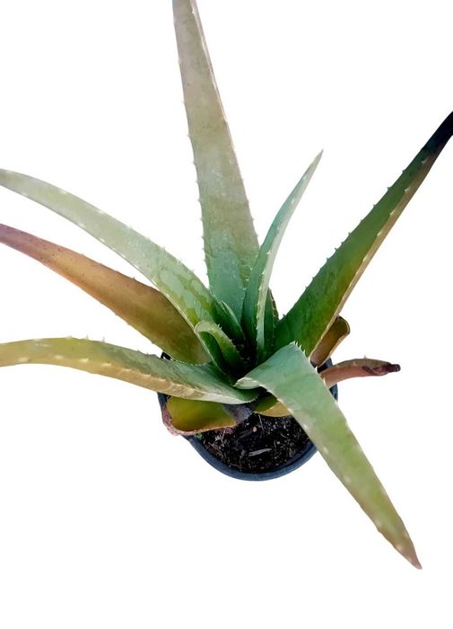 Aloe Vera Barbadensis