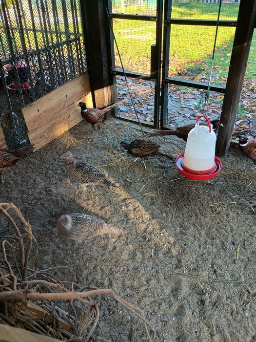 Sprzedam bażanty łowne polne