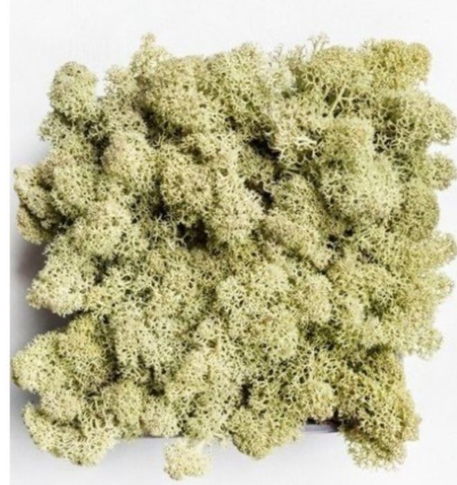 Стабілізований мох ягель, різні кольори