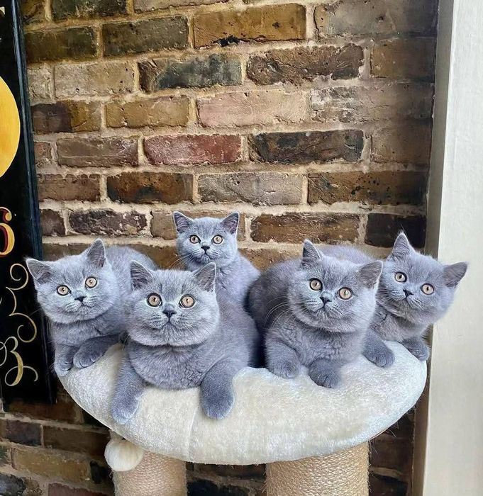 Для в'язки Шотланський Кіт Скоттіш-страйт .