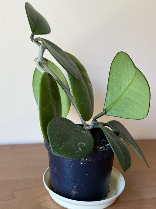 Hoya hoja obovata