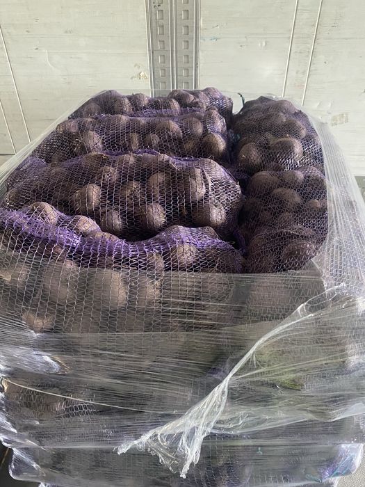 Продам буряк столовий оптом