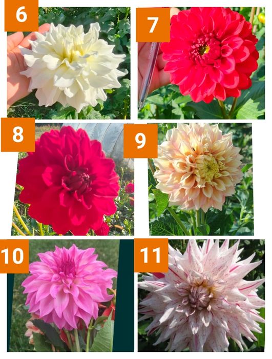Dalie dekoracyjne i kaktusowe - 22kolorów na jesień 2025