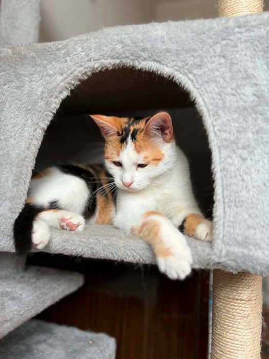 Cudna tricolorka Stella do adopcji