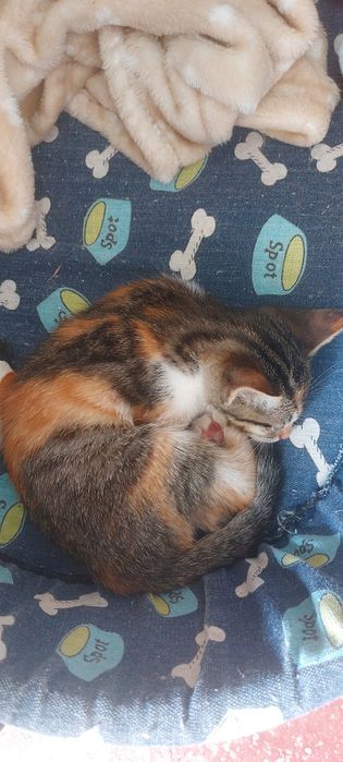 Bebes para doação