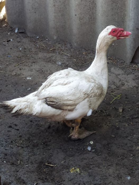 Продам каченят мускусної качки ,шипун,індокачка від 60 грн (різного в