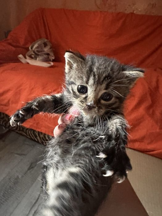 Кошенята , котики
