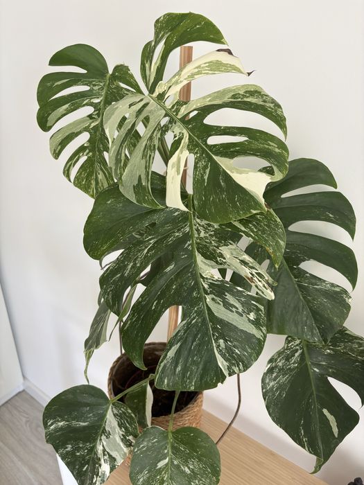 Monstera Variegata