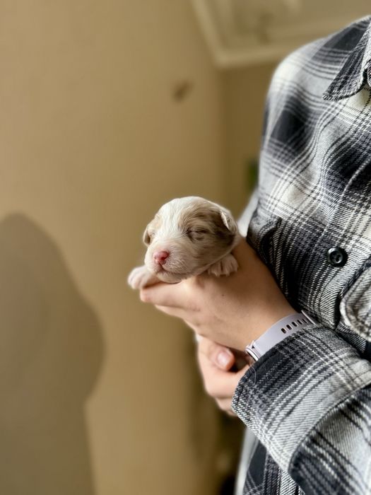 Chłopiec red merle owczarek australijski - odbiór koniec czerwca!