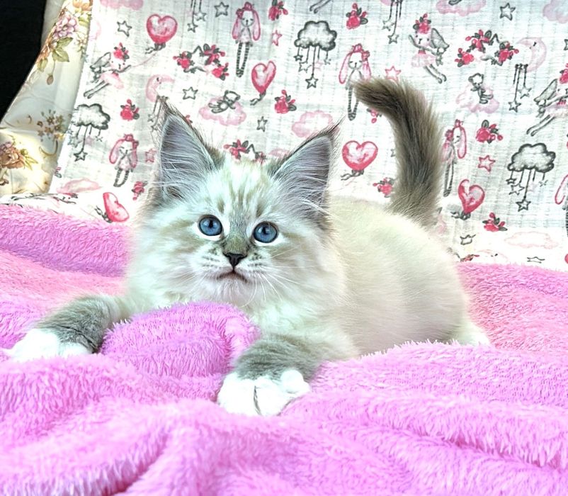 Клубные невские маскарадные котята