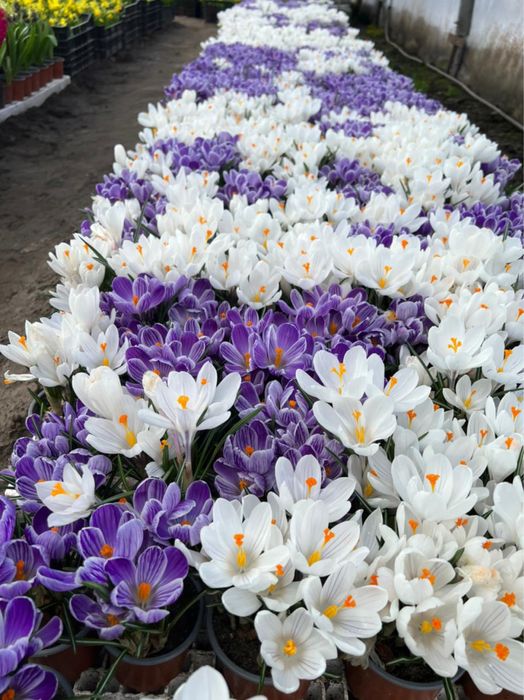 Крокус в горщику