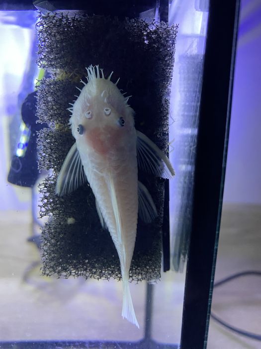 Ancistrus Snow White glonojad samiec