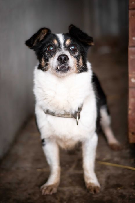 Malutki Pixel – 6 kg lęku i nadziei, który czeka na ratunek